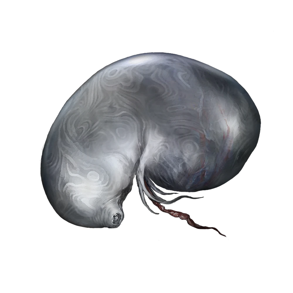 Larval Tear